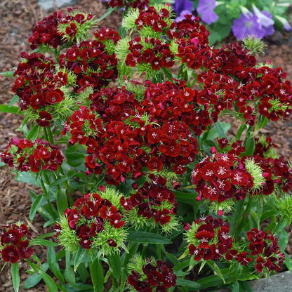 Sweet william dunetti deep red clustered flowers in close-up with a green background | copyright: Floramedia UK Ltd