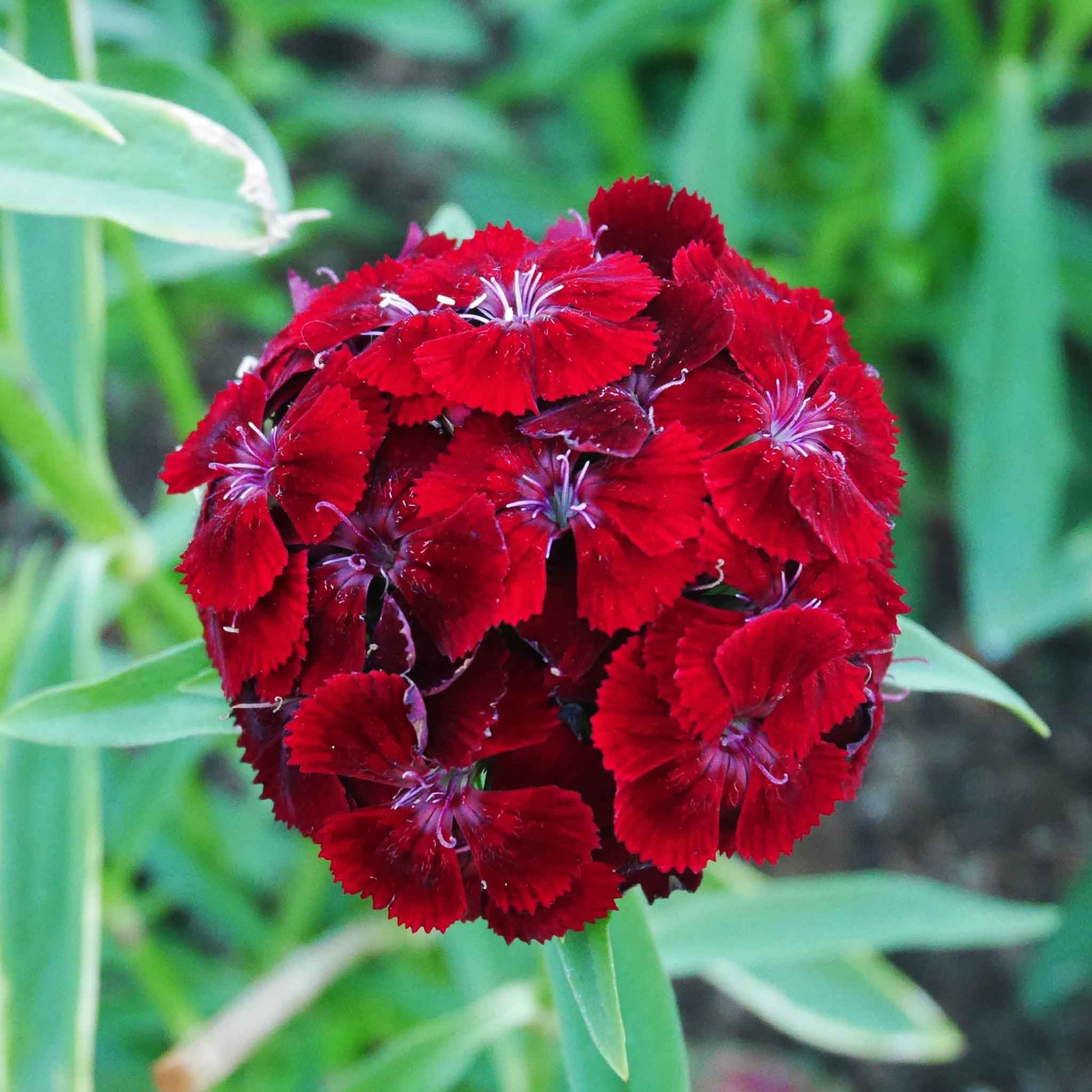 Sweet william dunetti vibrant pink flower with dark center on a blurred green background
