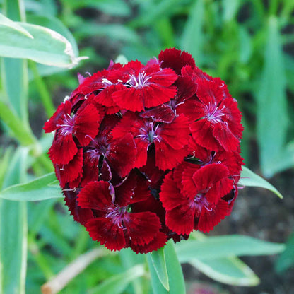 Sweet william dunetti vibrant pink flower with dark center on a blurred green background