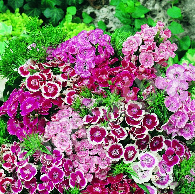 Sweet william dwarf wee willie mix pink, red and white flowers with a green background