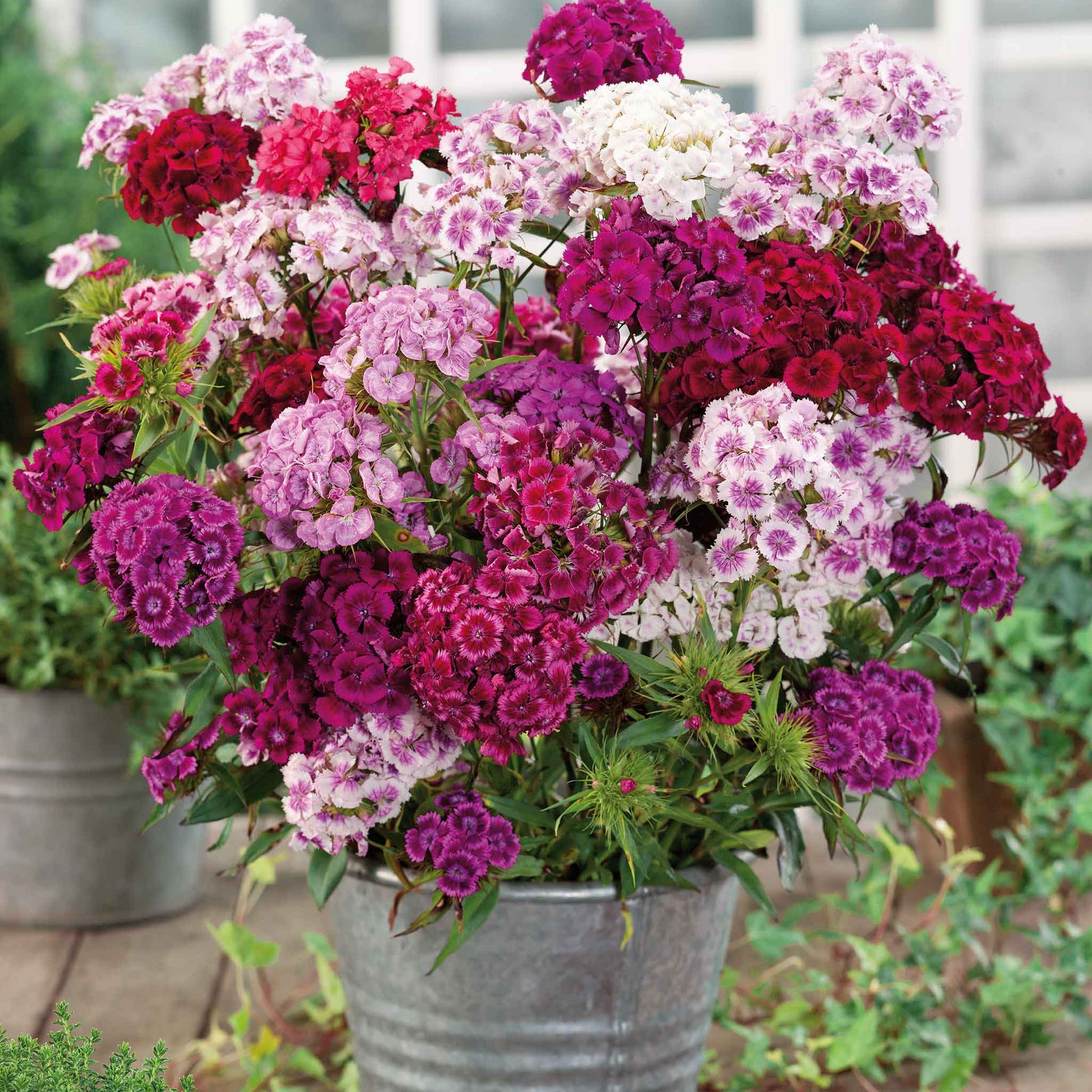 Sweet william herald of spring pink, red and white flowers blooming in a garden background