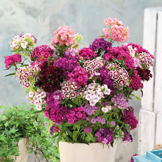 Sweet william tall double mix pink, purple and white flowers with a blue sky background