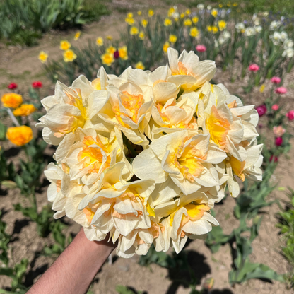 Narcissus 'Sweet Ocean'
