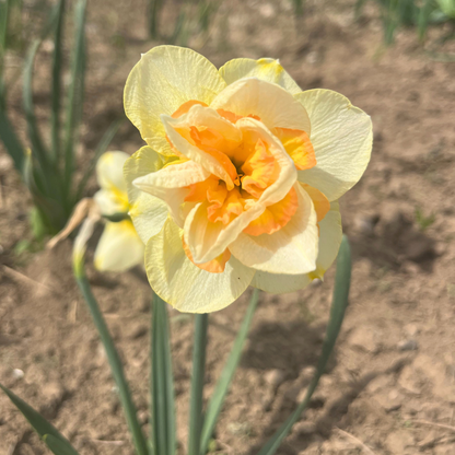 Narcissus 'Sweet Ocean'