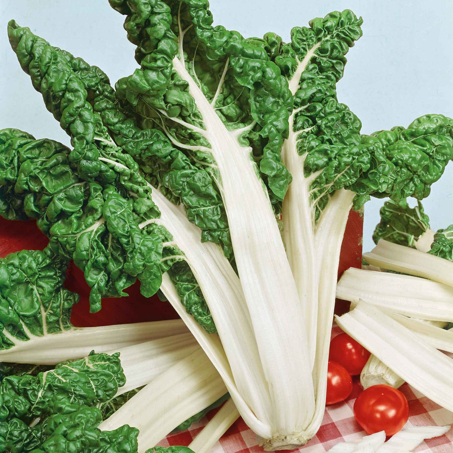 A lush, green Fordhook Giant Swiss Chard plant stands vibrant and healthy.
