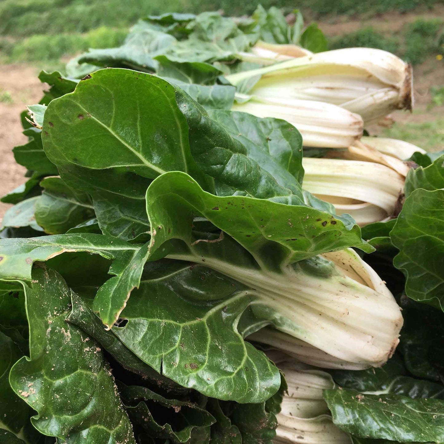 A shot of green Fordhook Giant swiss chard leaves, highlighting their vibrant color and texture.