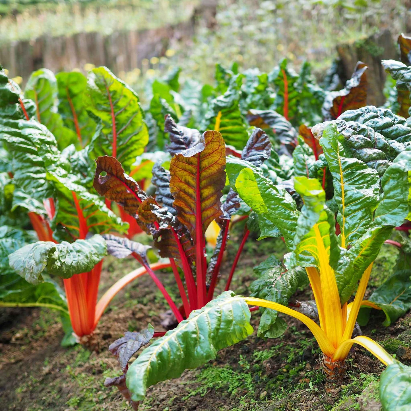Rainbow Mix Swiss Chard growing in rows in a garden.
