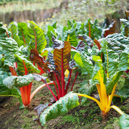 Rainbow Mix Swiss Chard growing in rows in a garden.