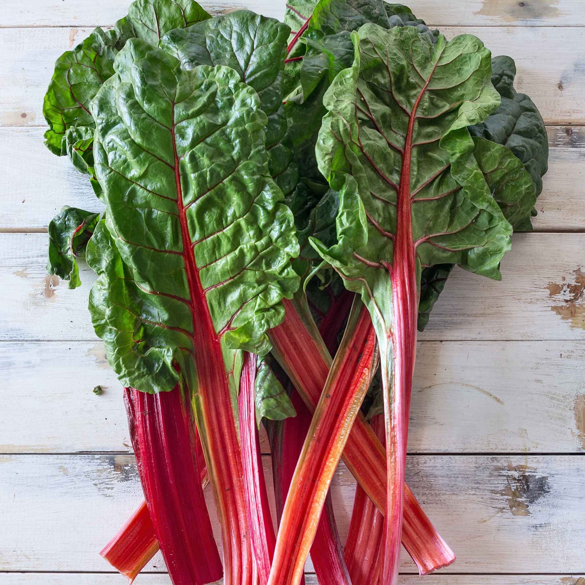Vibrant red Swiss chard leaves with prominent ruby-colored stems, some leaves showing dewdrops.