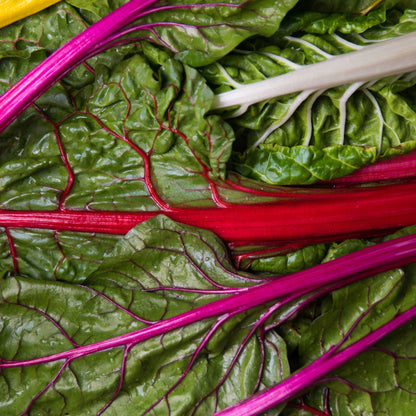 A vibrant bunch of Rainbow Mix Swiss chard with a mix of red, yellow, and green stems and leaves.
