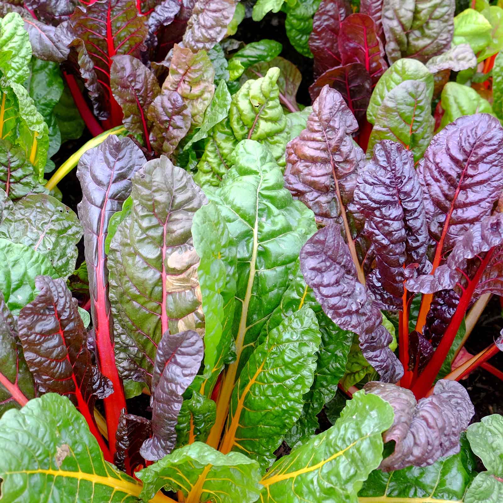 A vibrant mix of red, yellow, and green Rainbow Mix Swiss chard stalks with lush, textured leaves.