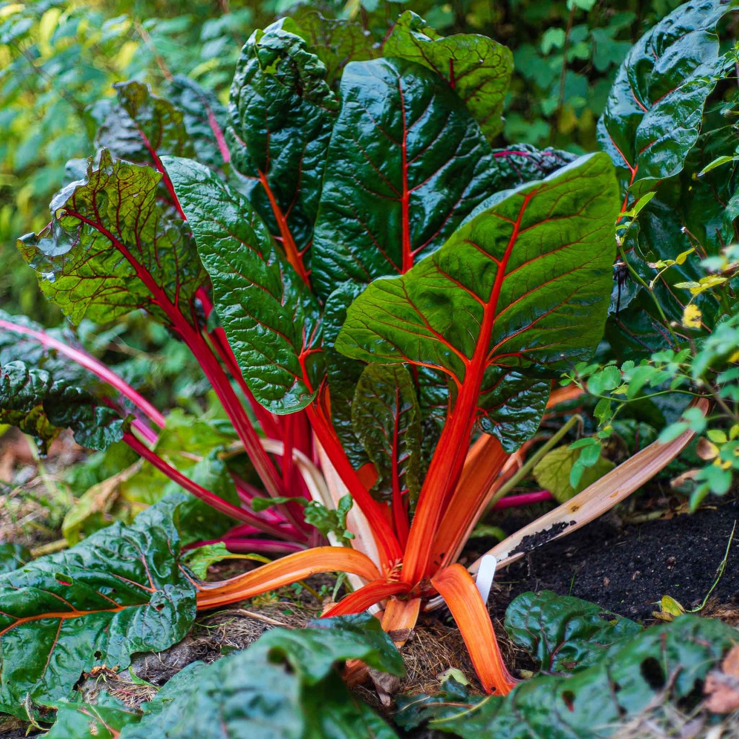 Ruby Red Swiss chard plants, showcasing their vibrant ruby red stems and deep green leaves.