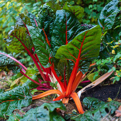 Ruby Red Swiss chard plants, showcasing their vibrant ruby red stems and deep green leaves.