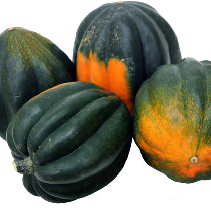 Table Queen Acorn Squash Seedlings