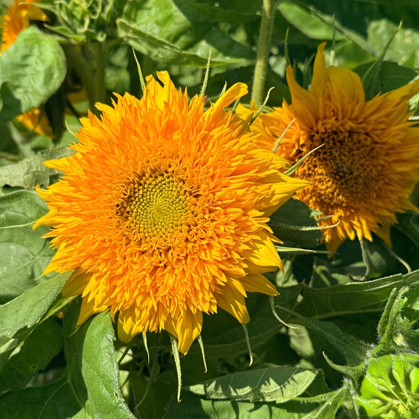 Teddy Bear Sunflower
