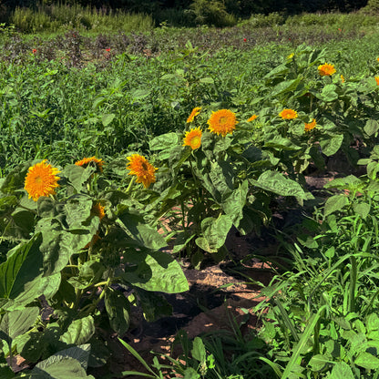 Teddy Bear Sunflower