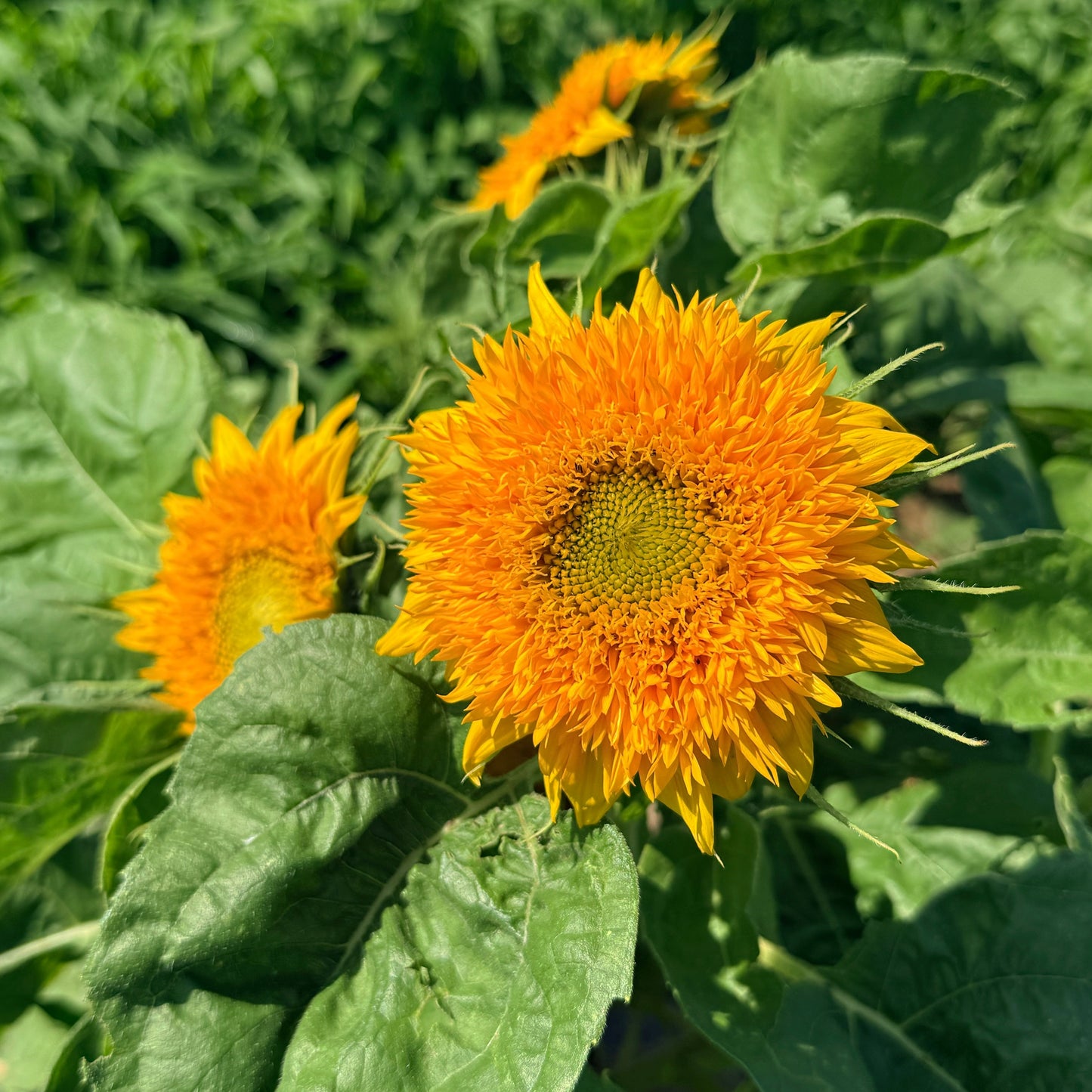 Teddy Bear Sunflower