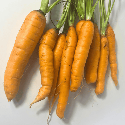 Tendersweet Carrot