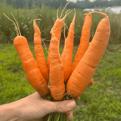 Tendersweet Carrot