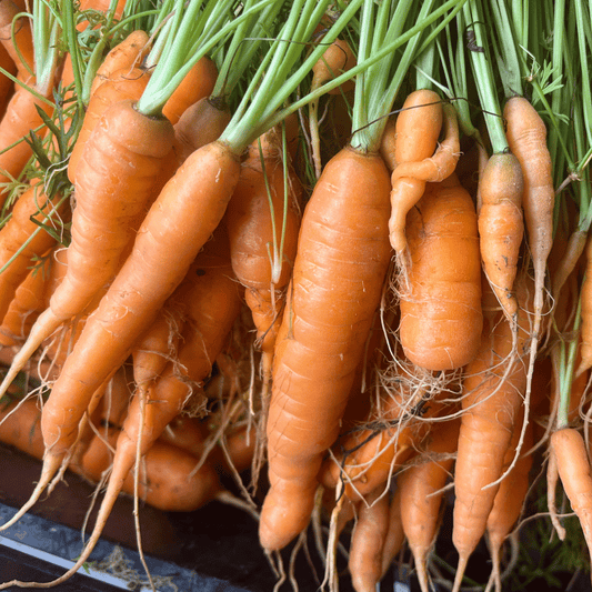 Tendersweet Carrot – vegetable seed variety