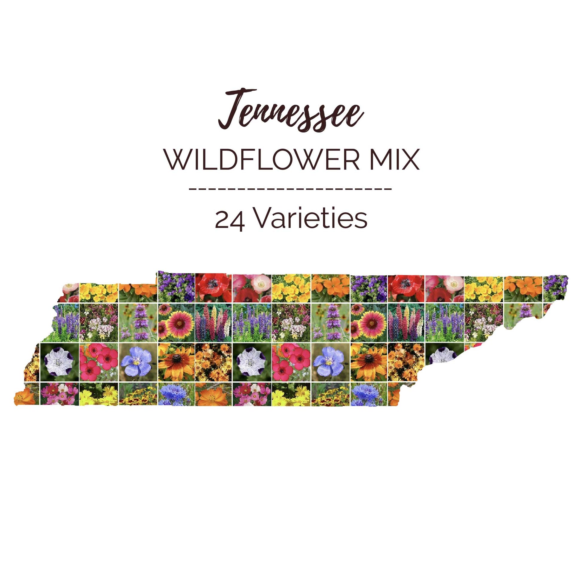 Graphic of the outline of the state for Tennessee Wildflower Seed Mix that contains images of the flowers in the mix