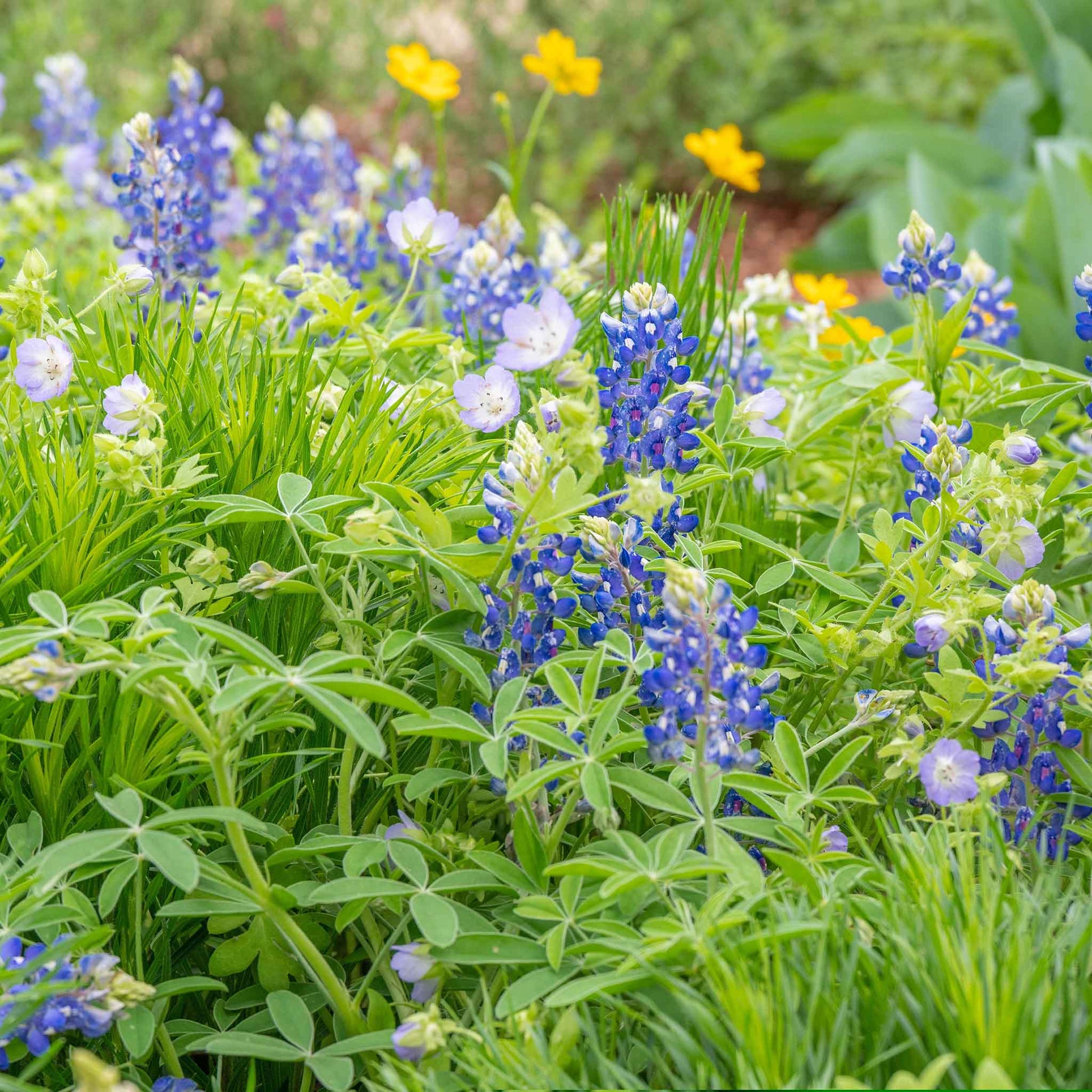 Texas bluebonnet bright blue blooms with lush green foliage in a garden setting.