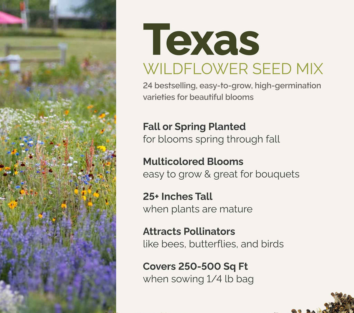 A visual overview of the wildflower seed mix, showcasing expected floral blooms.