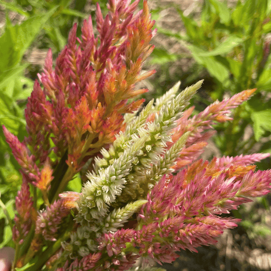 Texas Plume Summer Sherbert Celosia – flower seed variety