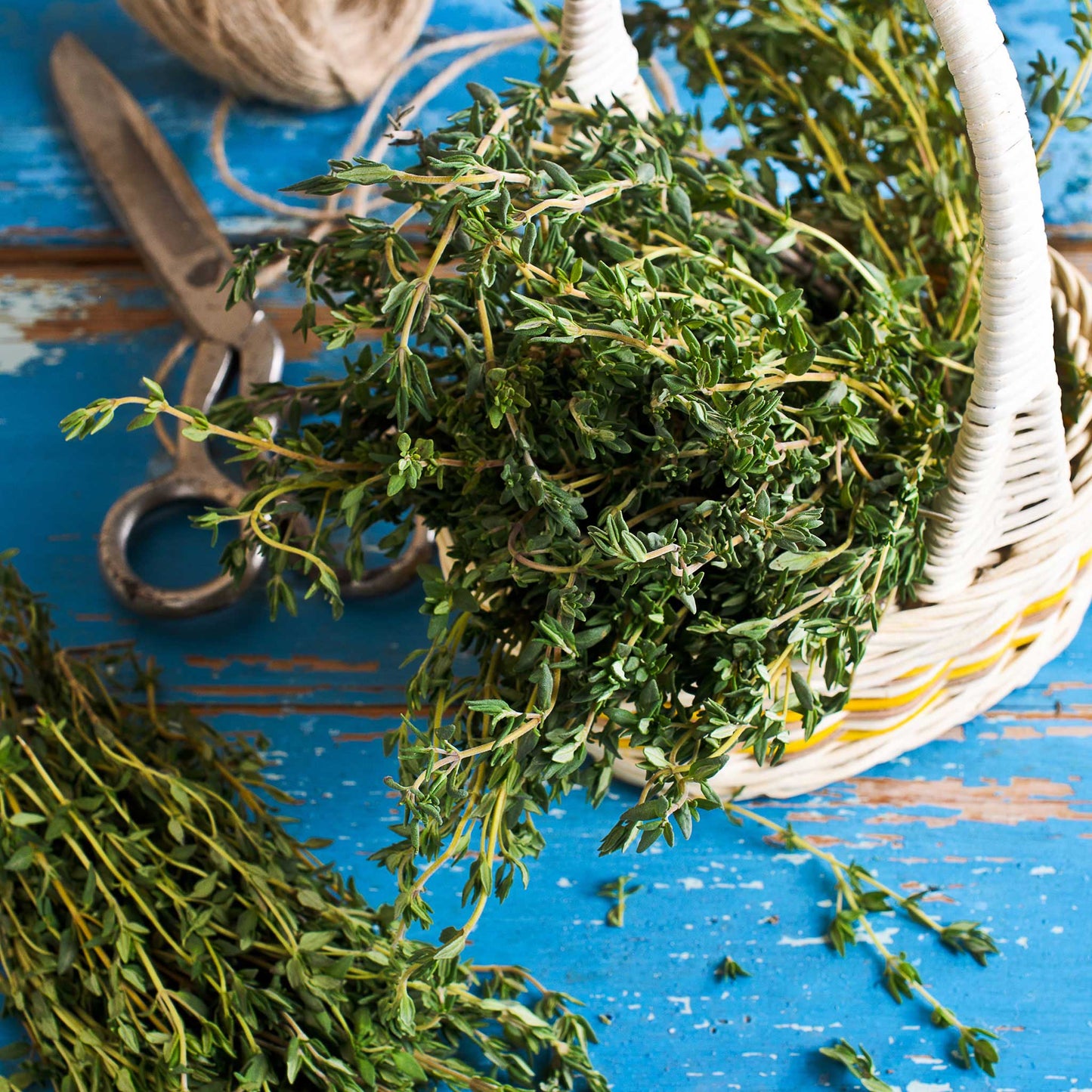 Organic thyme herb harvested and placed in a small wicker basket.