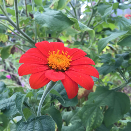 Torch Tithonia Mexican Sunflower Seedlings – live flowers seedling