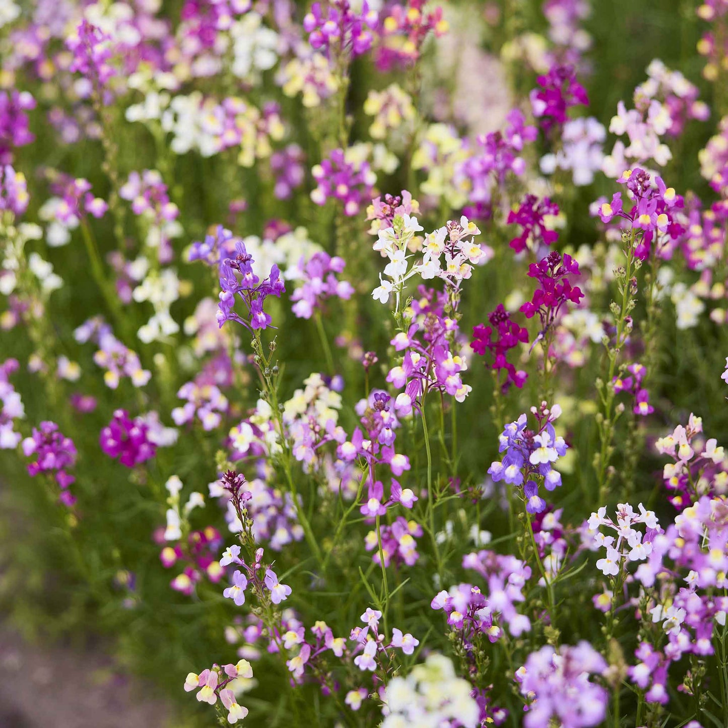 Snapdragon toadflax purple and white small flowers clustered on a green stem background