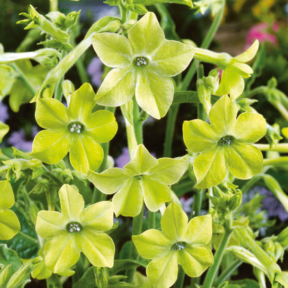 Tobacco lime green bright yellow-green flowers with multiple buds on a green background
