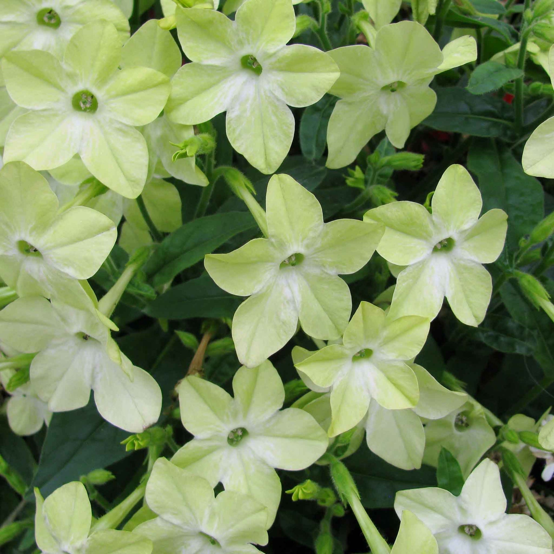 Tobacco lime green vibrant green flowers with delicate petals on a blurred green background