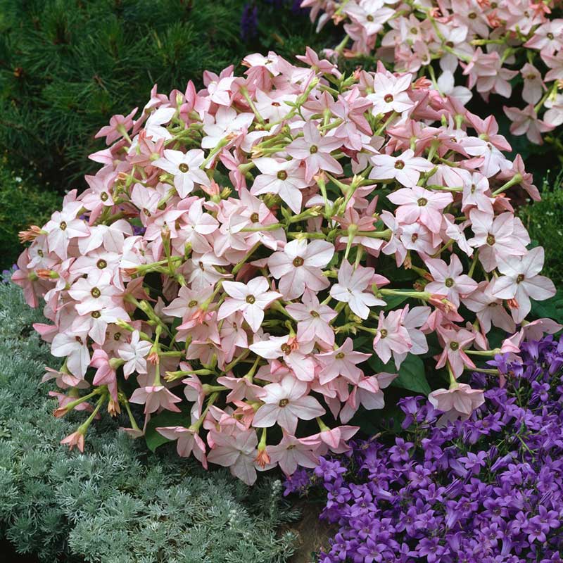 Cluster of pink and white sarasota appleblossom tobacco flowers with green and purple foliage in the background | copyright: Floramedia UK Ltd