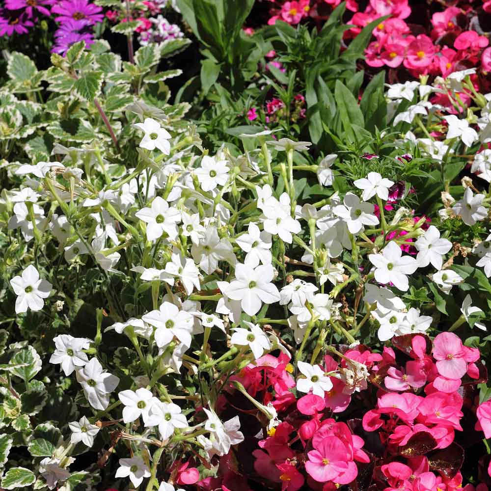 Tobacco jasmine white and pink star-shaped flowers blooming on a green garden background