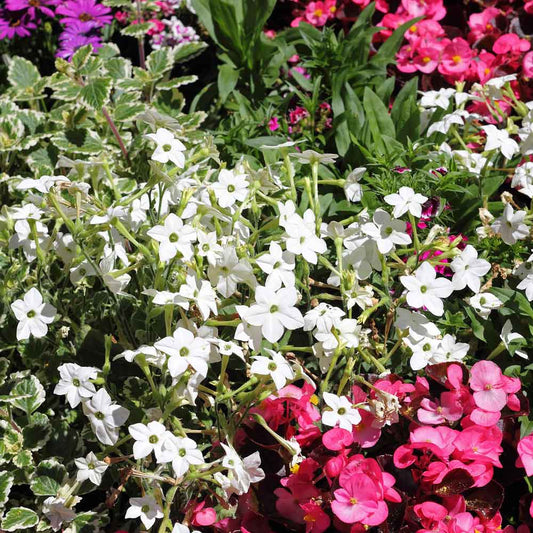 Tobacco jasmine white and pink star-shaped flowers blooming on a green garden background