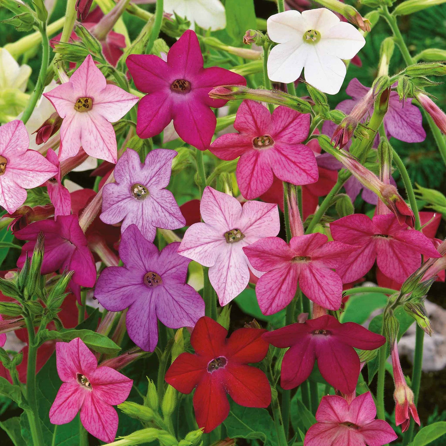 Tobacco sensation mix red, pink and white flowers blooming in a green garden background