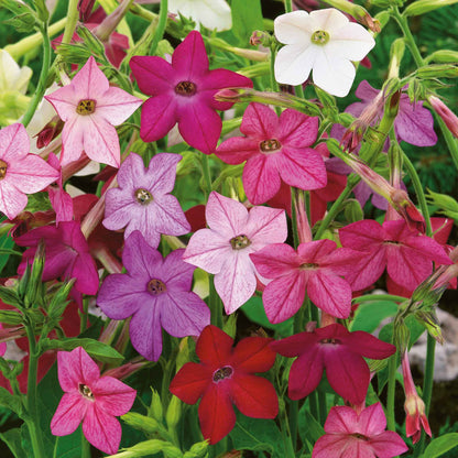 Tobacco sensation mix red, pink and white flowers blooming in a green garden background