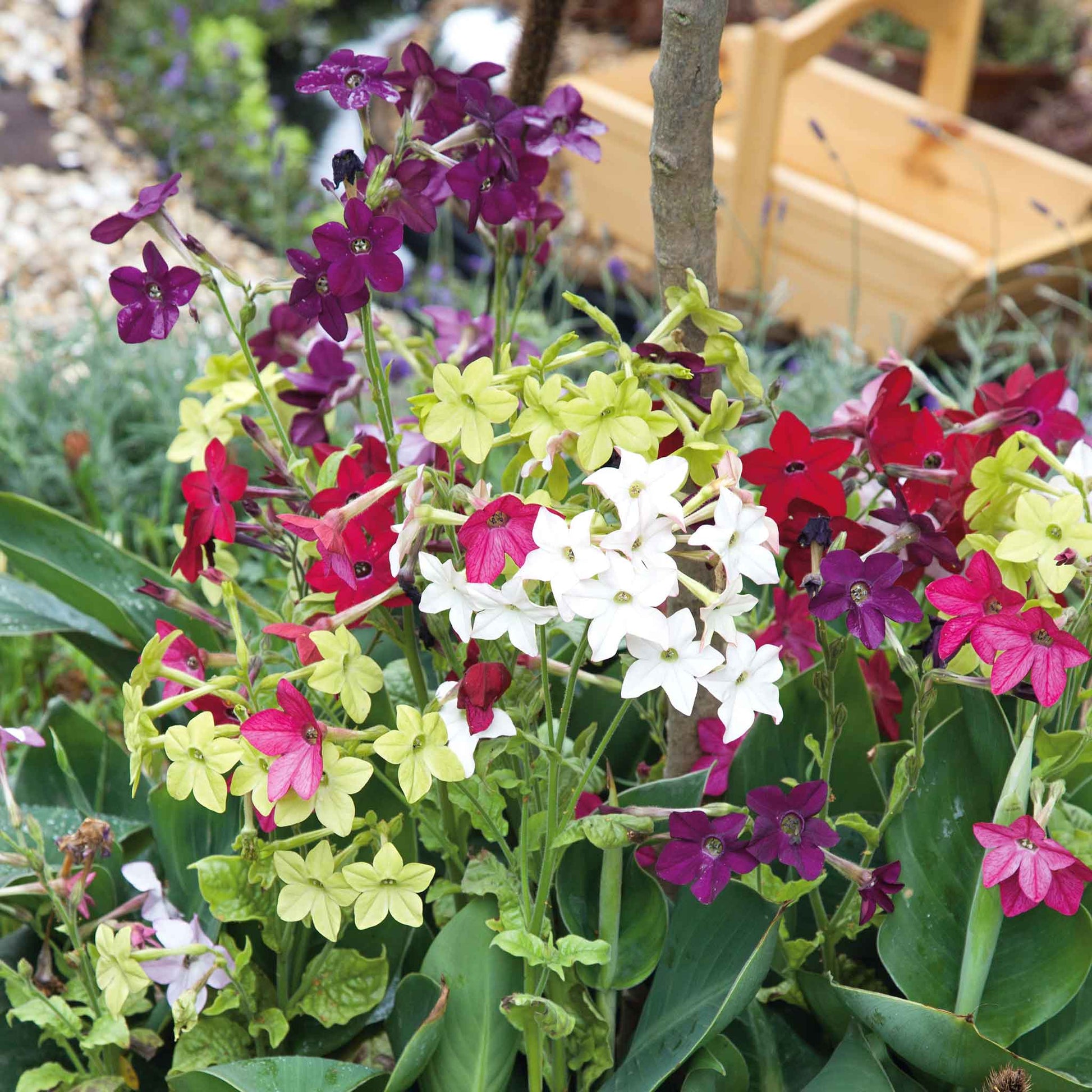 Tobacco sensation mix white flower with pink blooms surrounded by a green leaf background