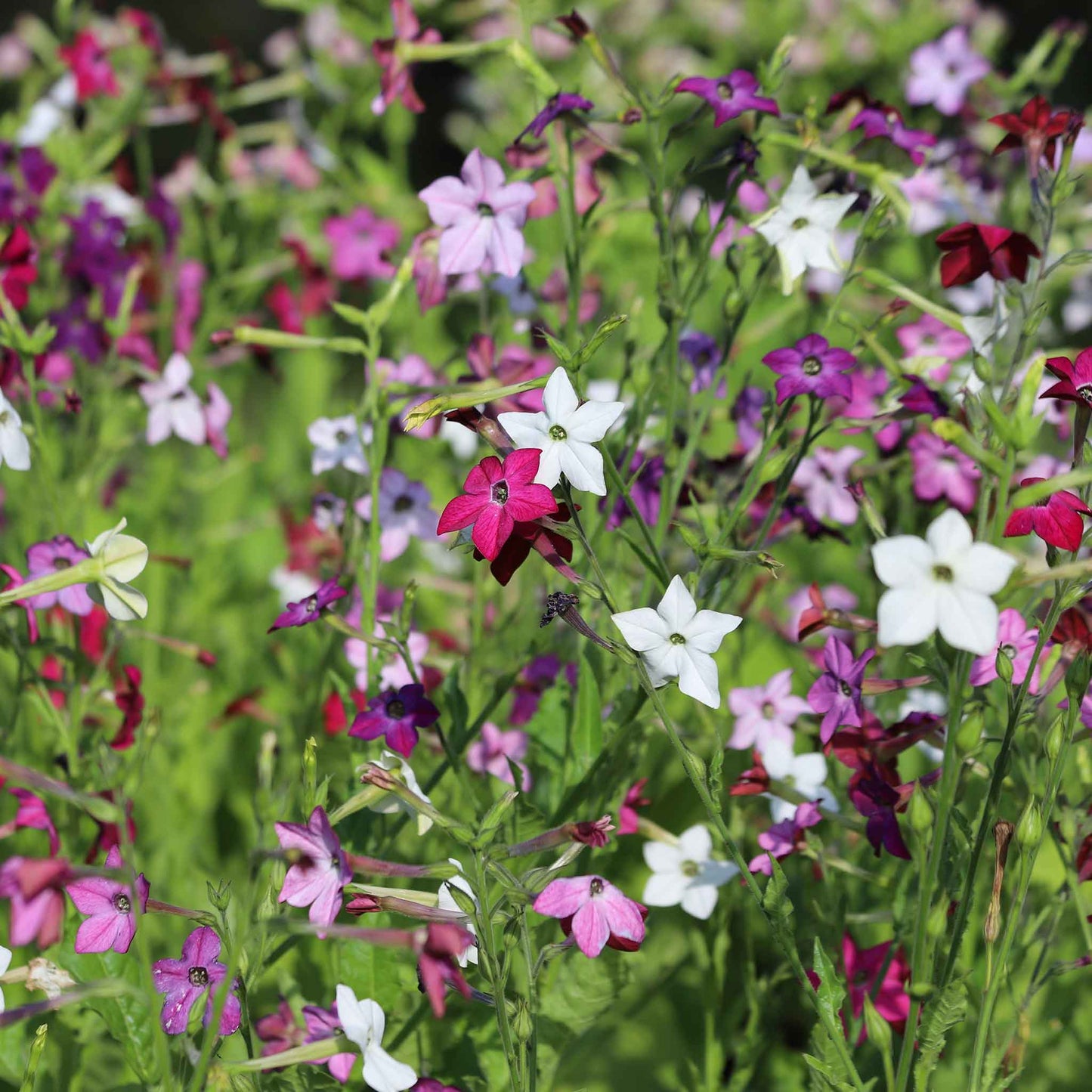 Tobacco sensation mix pink and white flowers growing in a field with a bright sky background