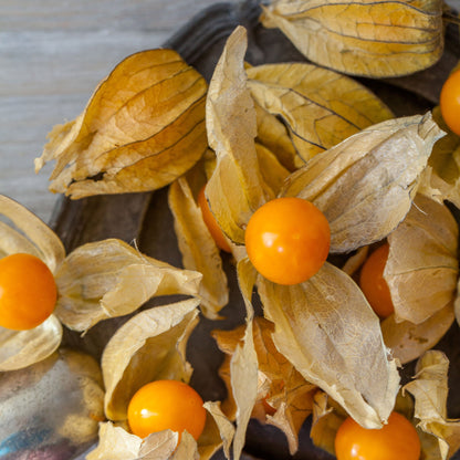 Orange Ground Cherry Tomatillo surrounded by husks of tomatillos and other ground cherries.