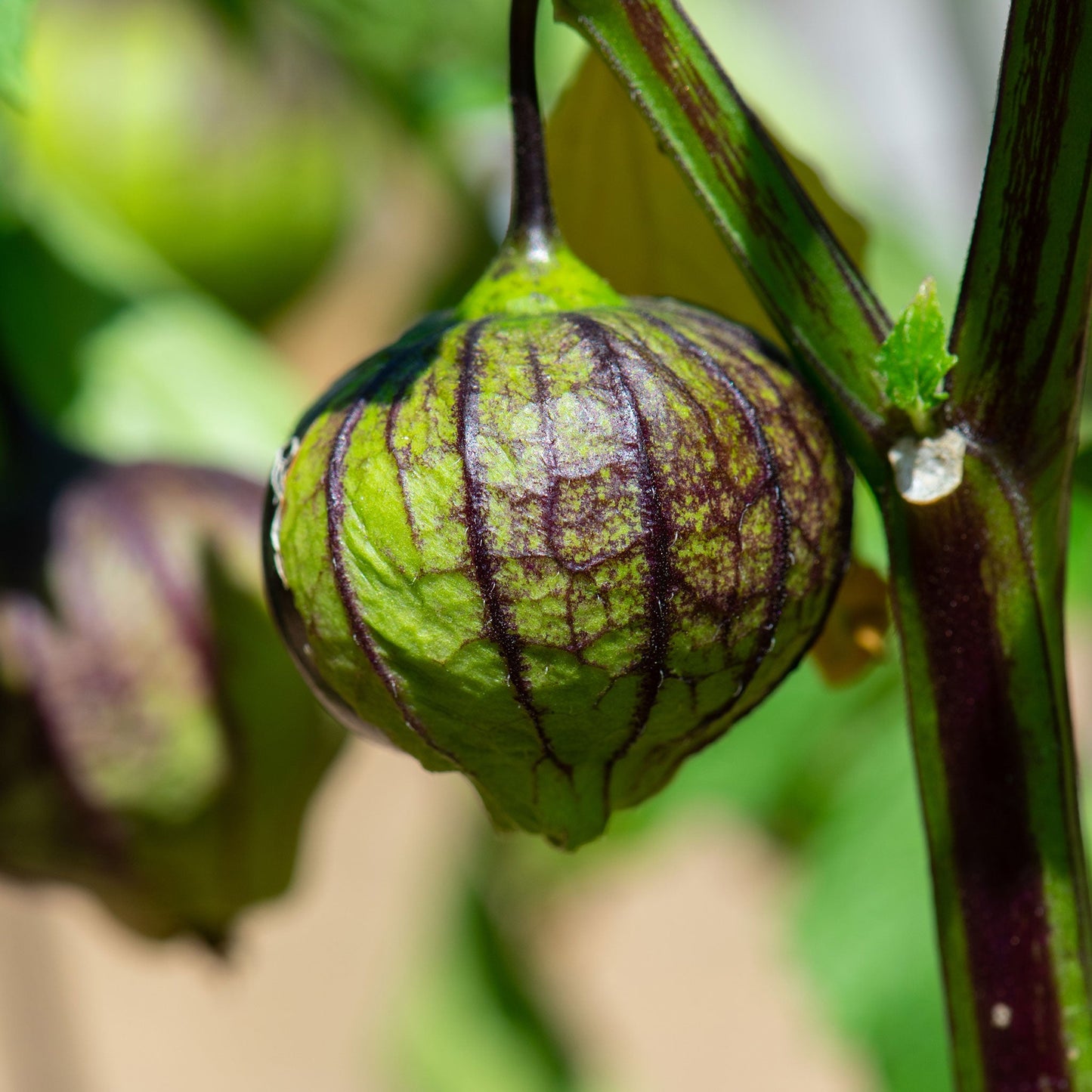 A single purple tomatillo fruit hanging with its papery husk.
