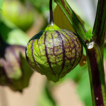 A single purple tomatillo fruit hanging with its papery husk.