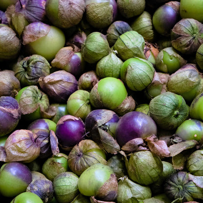 A group of purple tomatillos with ripe, purple fruits visible, covered by their papery husks.