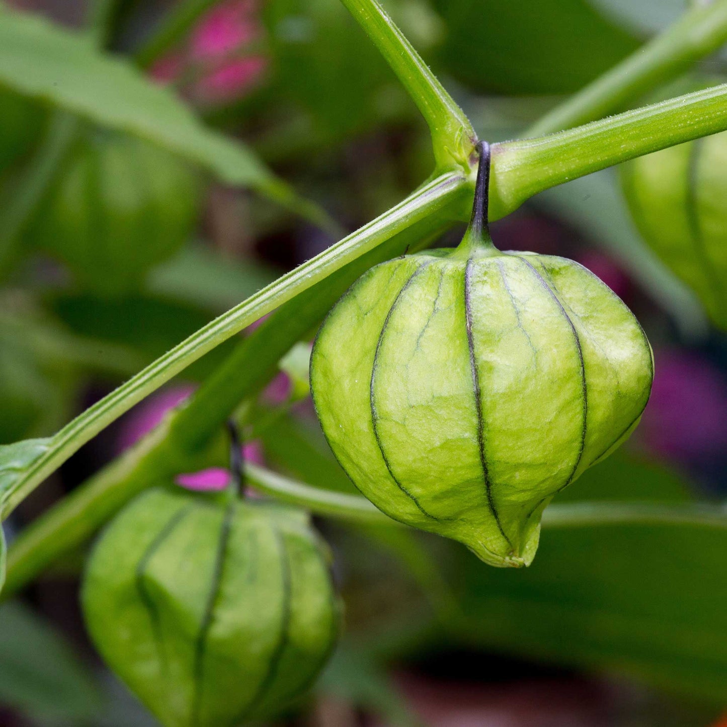 A close-up of a green tomatillo with its papery husk hanging on a vine.