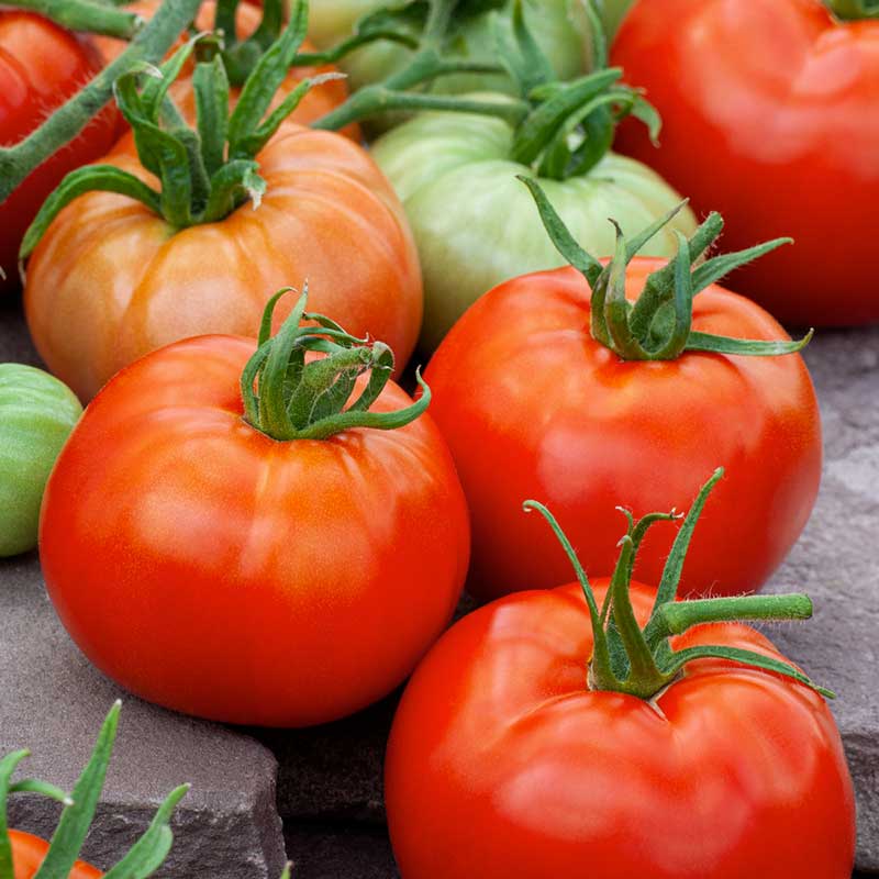 A red Ace 55 tomato with a green stem and leaves. | copyright: Floramedia UK Ltd