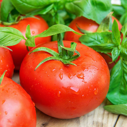 Close-up of fresh ace 55 tomatoes with basil leaves on a wooden surface