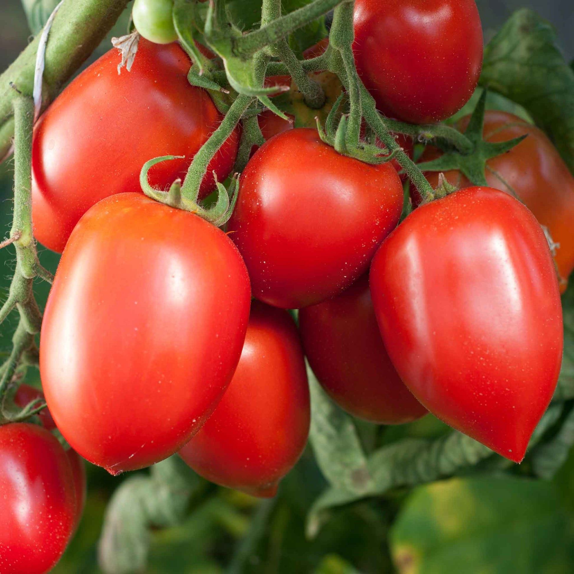 A cluster of red Amish Paste tomatoes on the vine, showing their distinctive elongated, blocky shape.