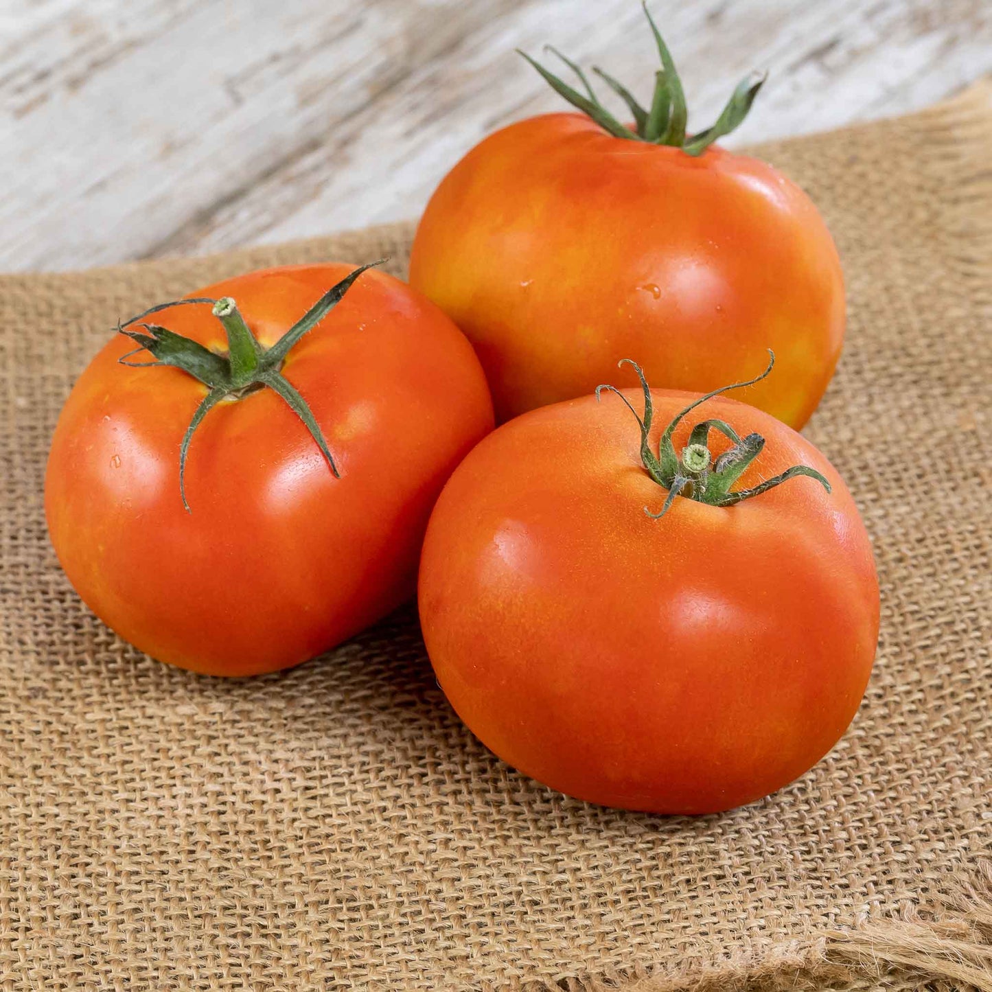 A group of ripe, red Atkinson tomatoes on a burlap background.