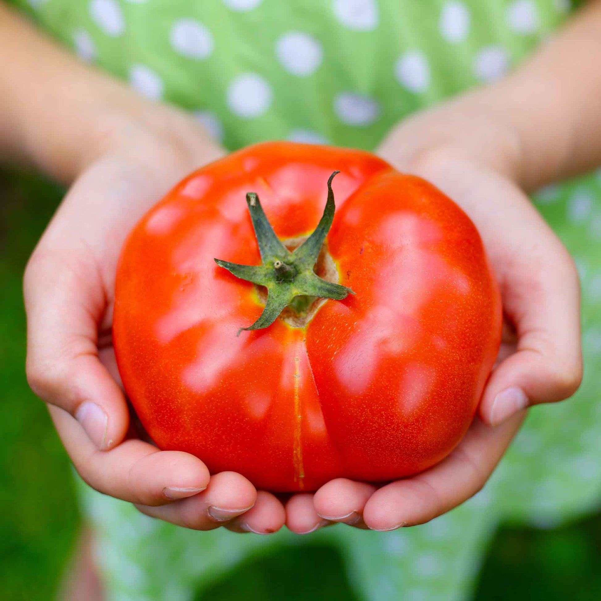 A vibrant, ripe red Big Beef Plus beefsteak tomato being held.